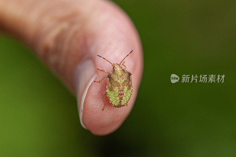 褐蝽幼虫在人类拇指上，(euuschistus servus euuschistoides)，褐蝽幼虫在人类手指上。